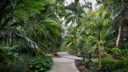 Eine malerische Allee in Harry P Leu Gärten, Palmenvielfalt auf beiden Seiten der Allee, selektiver Fokus.