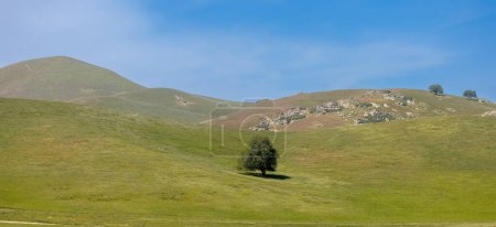 Foto de Vista panorámica de un solo árbol en medio del prado de la ladera de la colina en el campo de California. - Imagen libre de derechos
