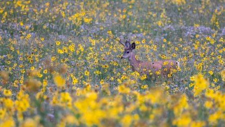 Téléchargez les photos : Un cerf au milieu d'une prairie de fleurs sauvages dans la campagne du Colorado près de Crested Butte, en été. - en image libre de droit