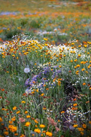 Téléchargez les photos : Prairie de fleurs sauvages colorées dans les montagnes rocheuses du Colorado près de Crested butte. - en image libre de droit