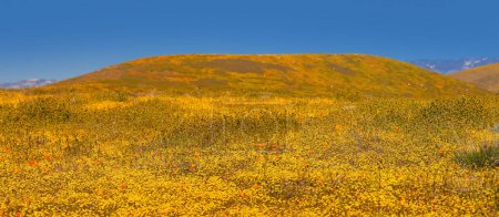 Colorful super bloom on the hills of Southern California near Antelope Valley.