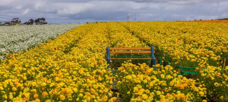 A small white bench at Carlsbad flower field in California, middle of rows of yellow flower field.