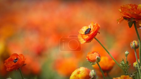 Red Giant Poppy flower at Carlsbad flower field, California.Close up shot.