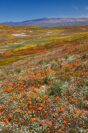 Foto de Campo de flores de amapola dorada en Antelope Valley, California, Focus stacked image. - Imagen libre de derechos