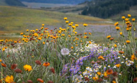 Téléchargez les photos : Belle prairie de fleurs sauvages à Crested Butte, Colorado pendant l'heure d'été - en image libre de droit