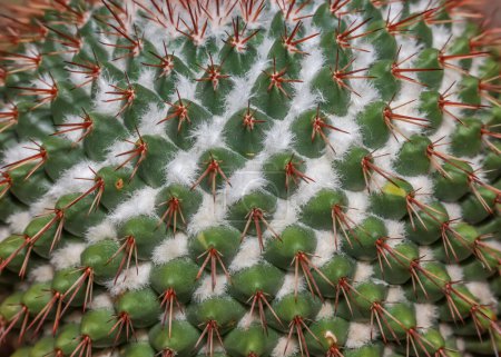 Foto de Vista de cerca del patrón de crestas y espinas de la planta de Cactus. - Imagen libre de derechos