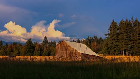 Photo for Old wooden barn in the middle of fields under evening sunlight in Washington state. - Royalty Free Image