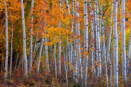 Tall colorful autumn trees in Utah countryside during autumn time.
