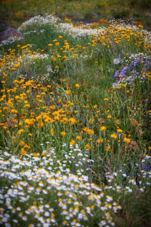 Many wildflower bloom in Colorado countryside in summer time near Crested Butte.
