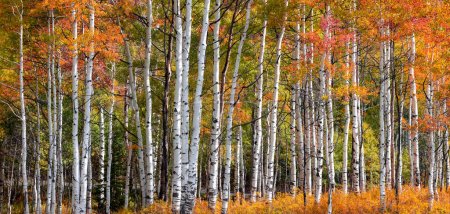 Panoramic view of Aspen trees in Utah, wasatch mountains during autumn time
