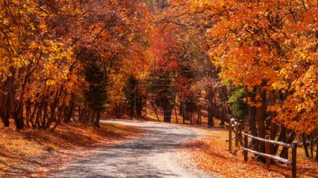 Téléchargez les photos : Arbres d'automne colorés lumineux par la route sinueuse dans les montagnes de l'Utah. - en image libre de droit