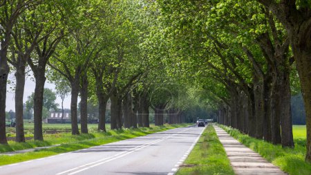 Foto de Escénica carretera rural con hilera de árboles en Holanda. - Imagen libre de derechos