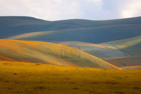 Photo for Scenic landscape of Carrizo plains national monument in California with colorful wildflowers on rolling hills. - Royalty Free Image