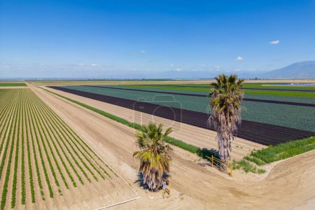 Photo for Aerial view of fields in Bakersfield, California. - Royalty Free Image