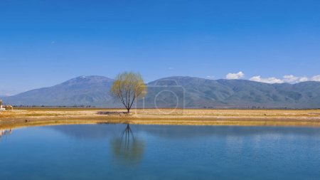 Photo for Single tree by the lake in the fields of Bakersfield, California. - Royalty Free Image