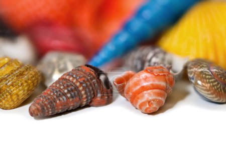 Close up view of colorful sea shells on white background.