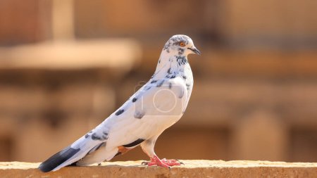 Téléchargez les photos : Vue rapprochée du pigeon blanc sur un mur de fort à Jaisalmer, Rajasthan, Inde. - en image libre de droit