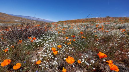 Field of Golden poppy flowers in Antelope Valley, California against blue sky.