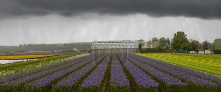 Téléchargez les photos : Vue panoramique de la serre et des champs de fleurs tentaculaires et iris aux Pays-Bas avec un temps orageux. - en image libre de droit