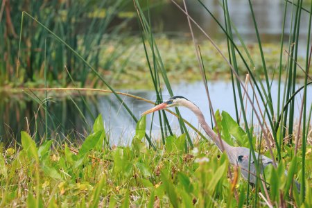 A single Great Blue Heron bird in the middle of plants at marsh lands in Florida