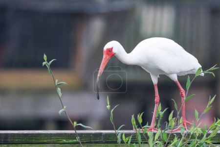 Close up view off American white Ibis bird on a board walk. Florida.