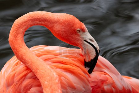 Close up view of American flamingo bird in the water. Florida.