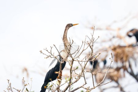 Tall Anhinga bird on the top of tree branch. Florida.