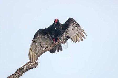 Close up view of Turkey Vulture bird on the tall tree branch.