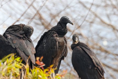 Vue rapprochée de trois vautours noirs sur l'arbre à Orlando, Floride.