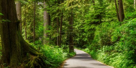 Sentier panoramique à travers la forêt tropicale luxuriante de l'Oregon, États-Unis.