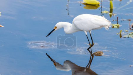 Close up view of the snowy egret is a small white heron with yellow feet.