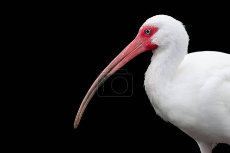 Close up view off American white Ibis bird on black background.