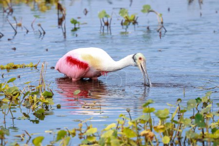 Belle cuillère à bec rose oiseau dans les zones humides d'Orlando chasse aux poissons.
