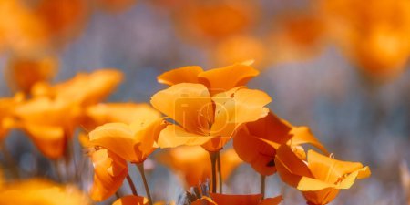 Bright orange Poppy flowers close up shot, Selective focus.