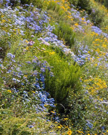 Téléchargez les photos : Beaucoup de fleurs sauvages fleurissent dans la campagne du Colorado en été près de Crested Butte. Concentration sélective. - en image libre de droit