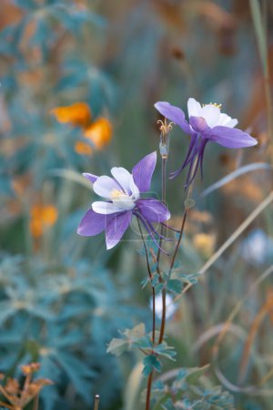 Vista de cerca de la flor del estado de Colorado Columbina Azul en el prado.