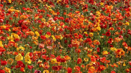 Téléchargez les photos : Colorful flower plants at Carlsbad flower fields in California during spring time. - en image libre de droit