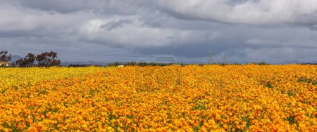 Téléchargez les photos : Colorful flower field at Carlsbad, California in Spring time with stormy sky. - en image libre de droit