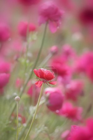 Vue rapprochée des fleurs roses dans le champ de fleurs Carlsbad