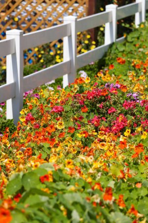 Téléchargez les photos : Close up view of Nasturtium flower plants in the garden used for decoration purpose, selective focus. - en image libre de droit