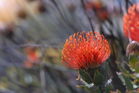 Vista de cerca de Red Pincushion Protea flor, una flor tropical en el jardín.