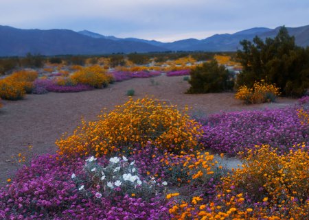 Fleurs sauvages colorées au parc national d'Anza Borrego, Californie.
