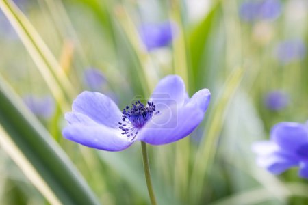Nahaufnahme von Blue Anemone Blumen im Garten.