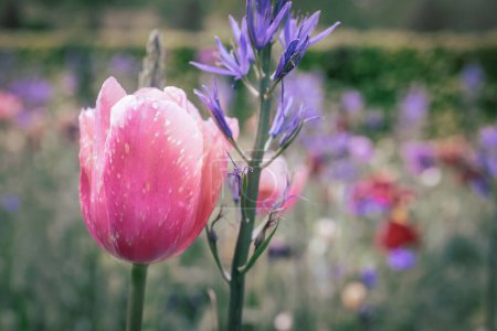 Téléchargez les photos : Close up view of pink, tulip flower in the garden. - en image libre de droit