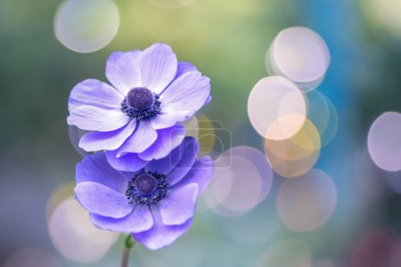 Close up view of Blue Anemone flowers in the garden.