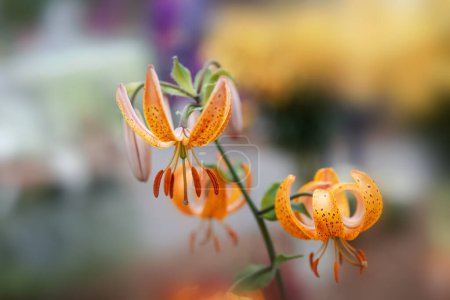 Tiger Lily flores vista de cerca, enfoque selectivo.