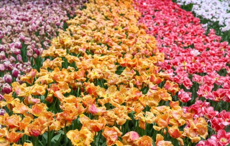 Téléchargez les photos : Jardins pittoresques de Keukenhof avec vue panoramique sur le champ de fleurs de tulipes aux Pays-Bas. - en image libre de droit
