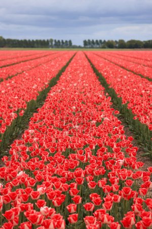 Pink tulip flower fields in Netherlands during springtime.