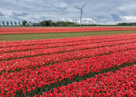 Aerial view of bright red Tulip fields in the Netherlands.