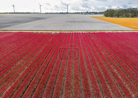 Téléchargez les photos : Aerial view of bright red Tulip fields in the Netherlands. - en image libre de droit